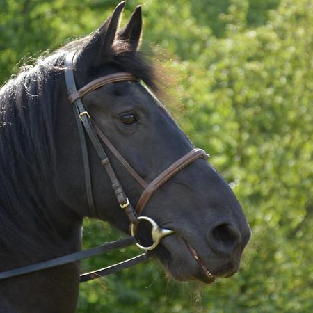 Appartamento Na koňské farmě Malecov Esterno foto