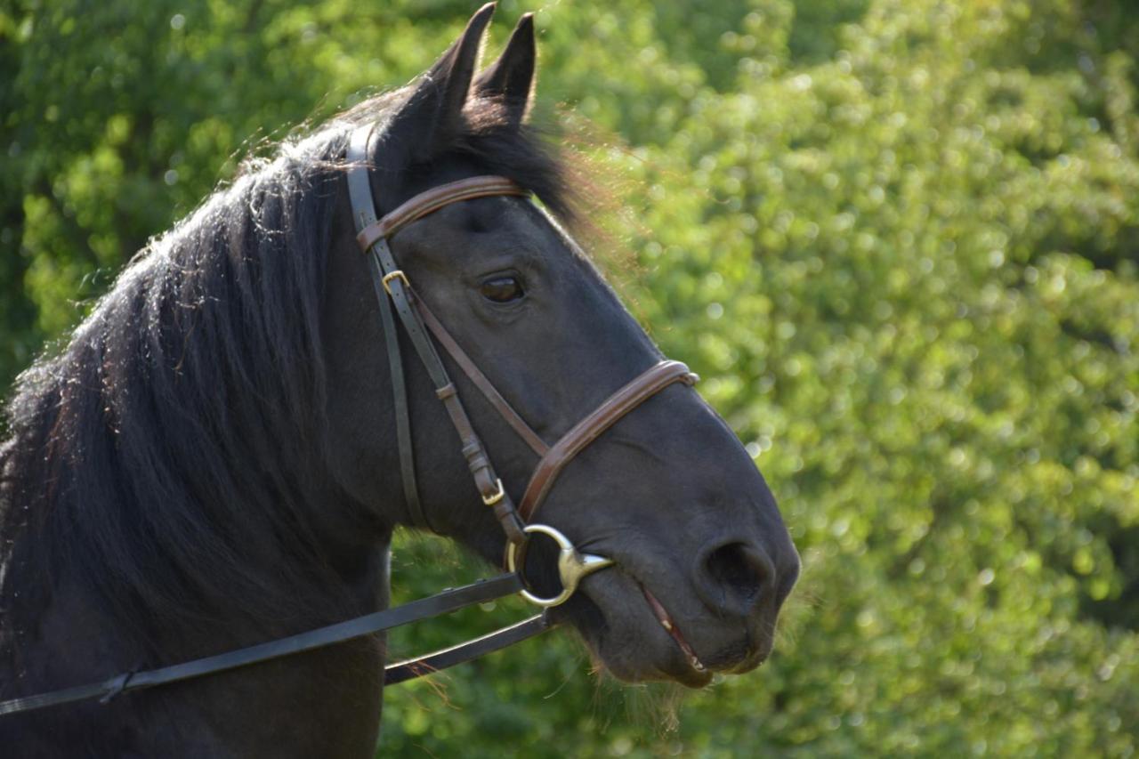 Appartamento Na koňské farmě Malecov Esterno foto